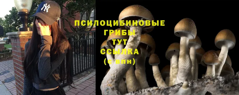 Галлюциногенные грибы Psilocybe  закладки  нарко площадка состав  Вуктыл 